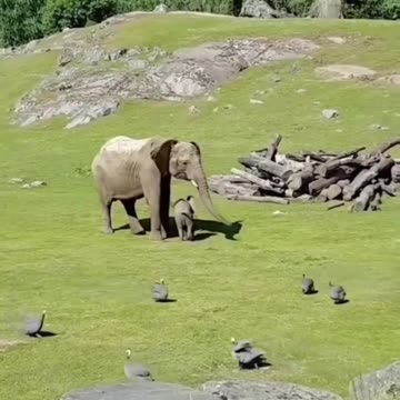 News Break: Baby Elephant