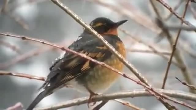 Varied Thrush_ A Close-Up Look at a Bird in the Pacific Northwest_1