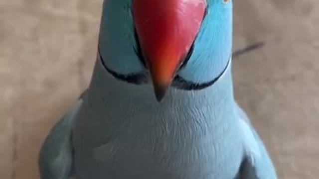 Funny Parrots Compilation