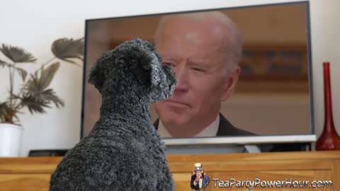 My Dog Can Do Math Better Than Your President