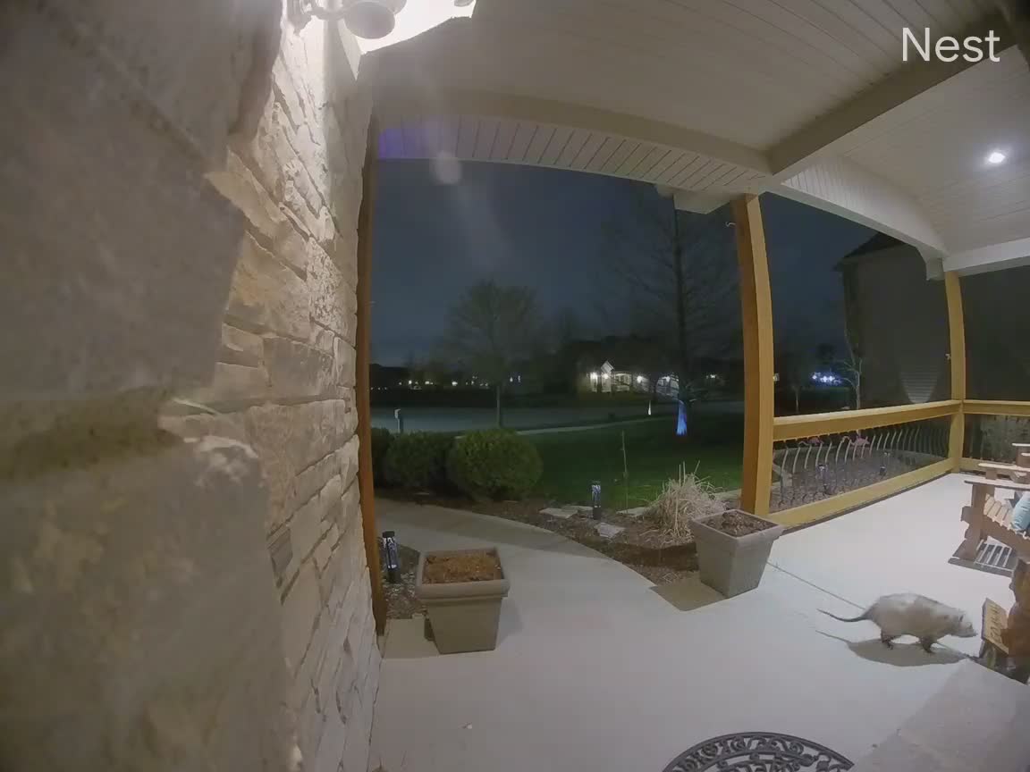 Another Visit From The Opossum