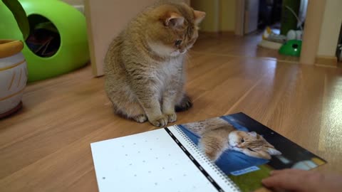 Hosico Calendar 2020!