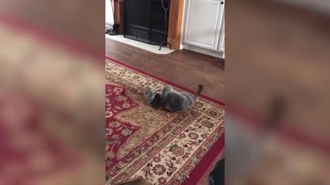 Cute and Funny Animals