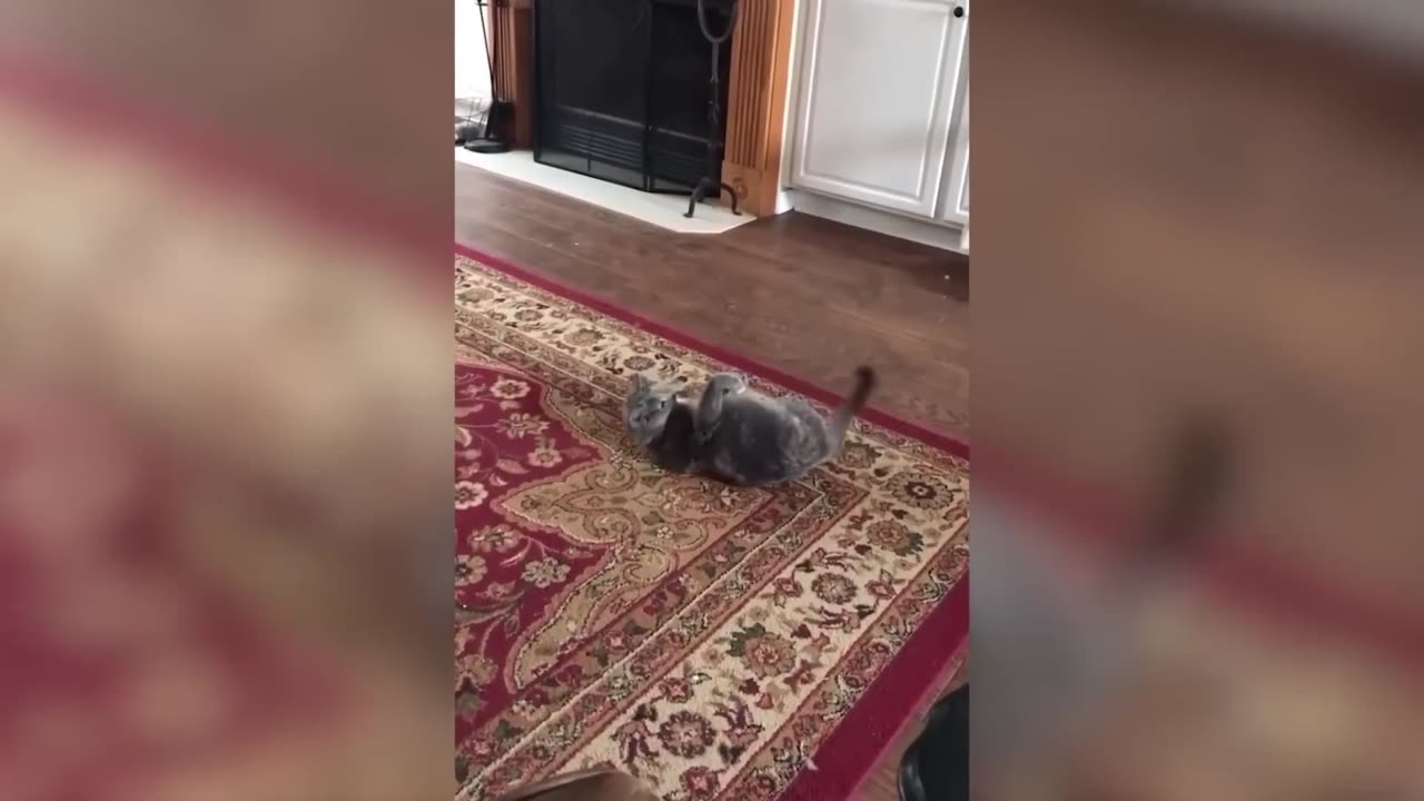 Cute and Funny Animals