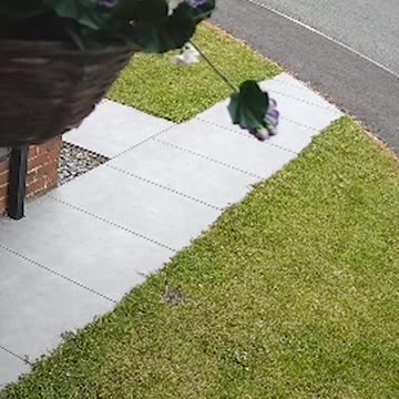 MOO-ve! Hilarious moment herd of 45 escaped cows run down a street