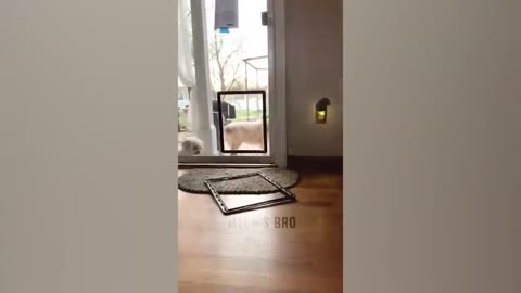 CATS 😹 Funniest Cats & Dogs Videos 🐶😹