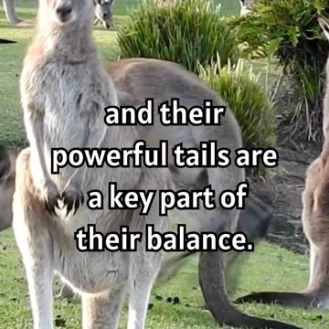 Why Kangaroos Can't They Walk Backward.