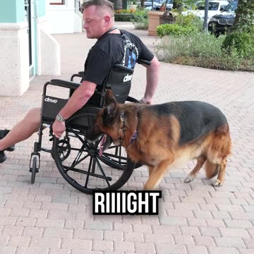 German Shepherd Trains for Wheelchair Bound Owner