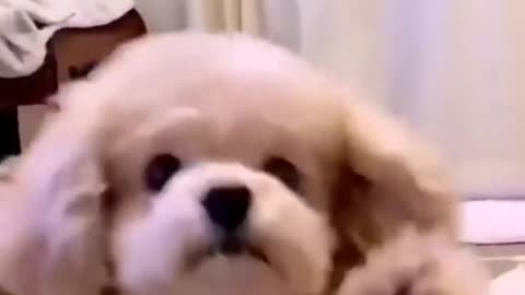 Dog funny moment 😂