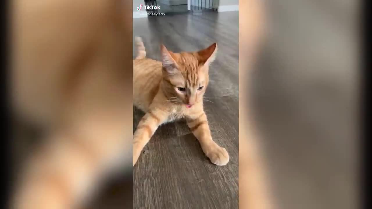 Funny And Cute Cat TikToks 🙀 (2021 Compilation)