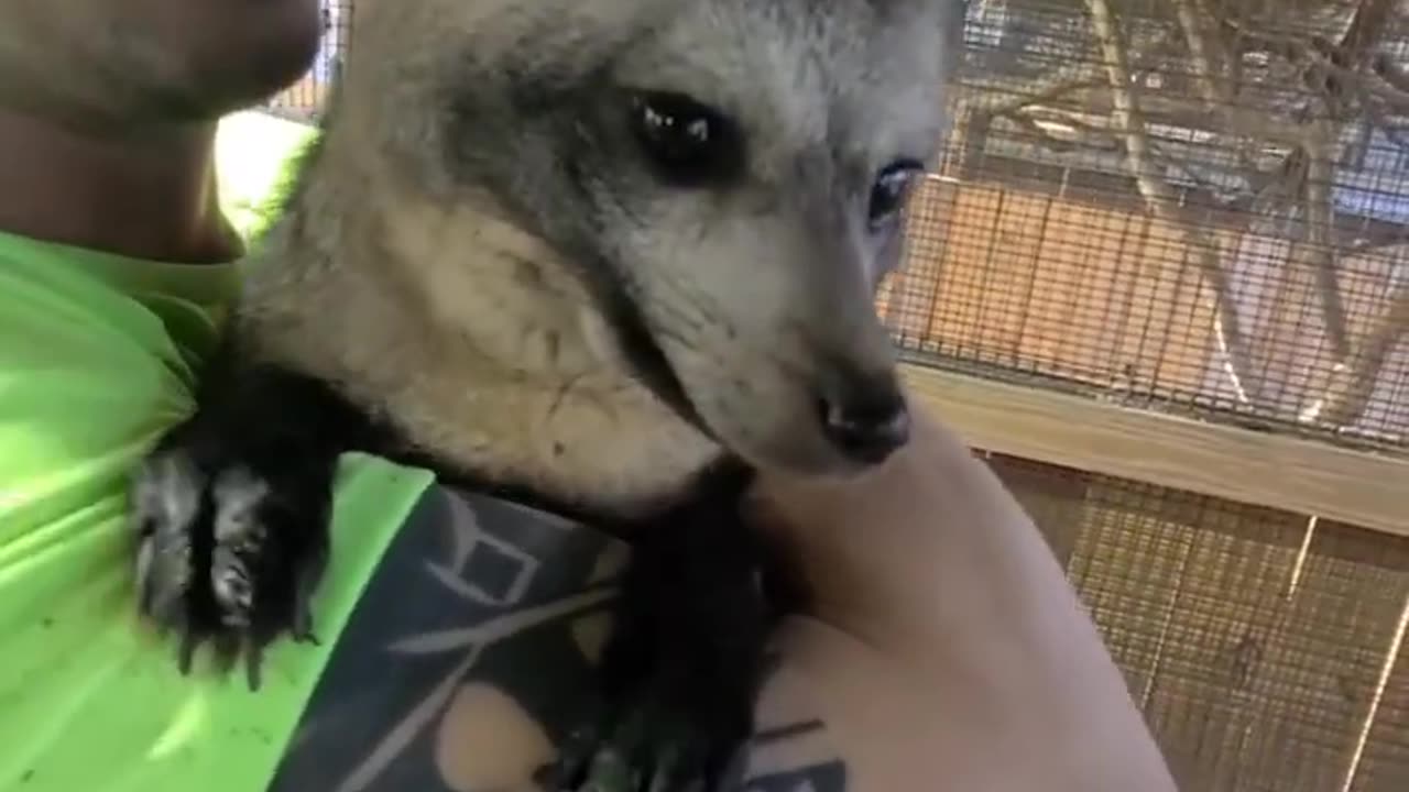 Cute Bat-Eared Fox! #shorts #animals