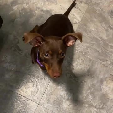 Will Sit For Treats! Life of a MinPin #shorts #minpin