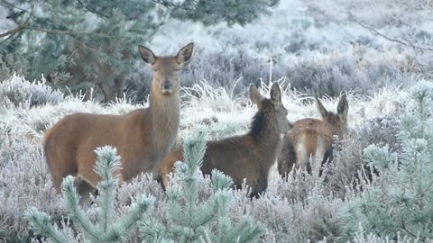 Many deer are grazing together