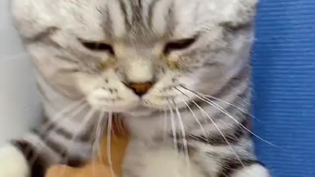 #cat #foryou #catsoftiktok #cats(6)
