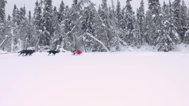 A dream came true in Yellowknife - Northern lights & Dog sledding