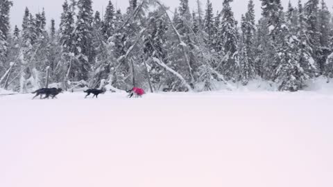 A dream came true in Yellowknife - Northern lights & Dog sledding