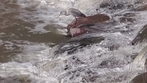 Crane staring at fish in a River