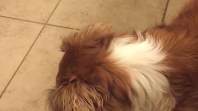 Bridget snaps a moth