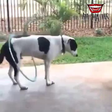 skillfully rocking dog "Funny"