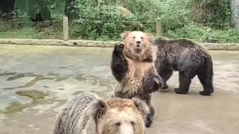 Funny Bear in a zoo waving for food