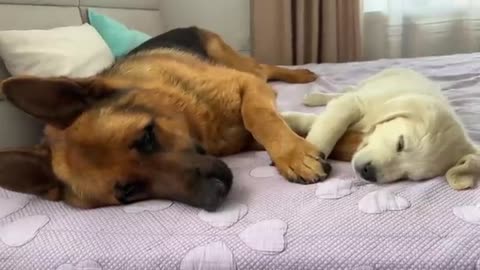 Cute German Shepherd is the Best Friend of a Tiny Golden Retriever Puppy