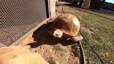 Feeding ALL My Tortoises! - Daily Routine-2