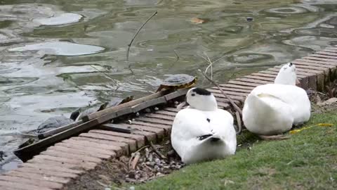 Turtles at the edge of a pond