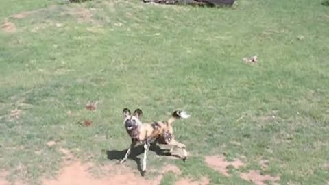 African wild Dog feeding time