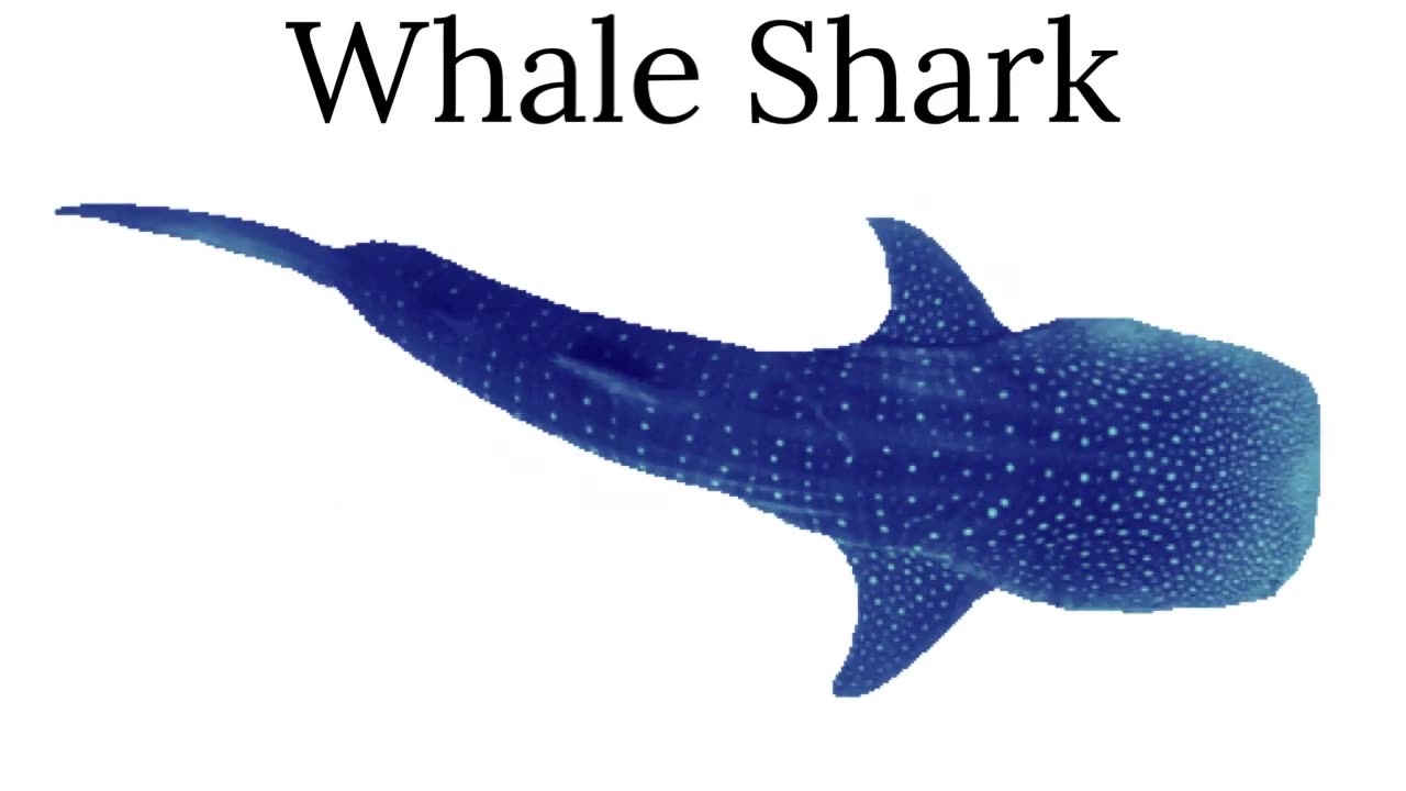 Whale Shark. (A-Z Animals, Wildlife, World Animals, Pets, Zoo, Animalia)