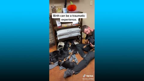 Animal Chiropractic Adjustment Compilation , Animal Chiropractor | Chiropractic Crack Videos