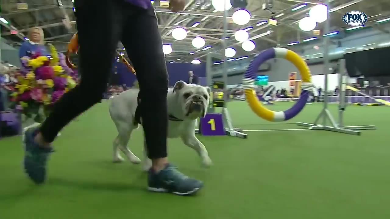 Watch Rudy the Bulldog crush the 2019 WKC Masters Agility course