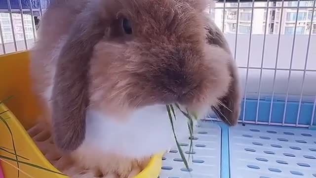 #bunny #funnypets #rabbit