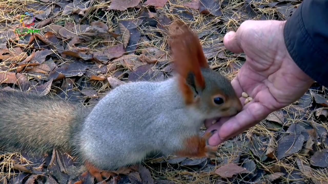 Playful squirrel