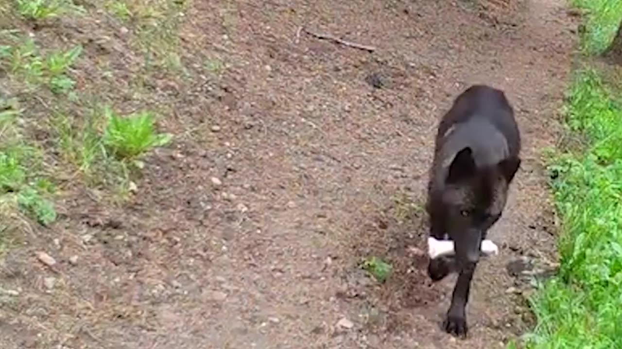 Yellowstone wolves grab 'toys' for pups to play #Shorts