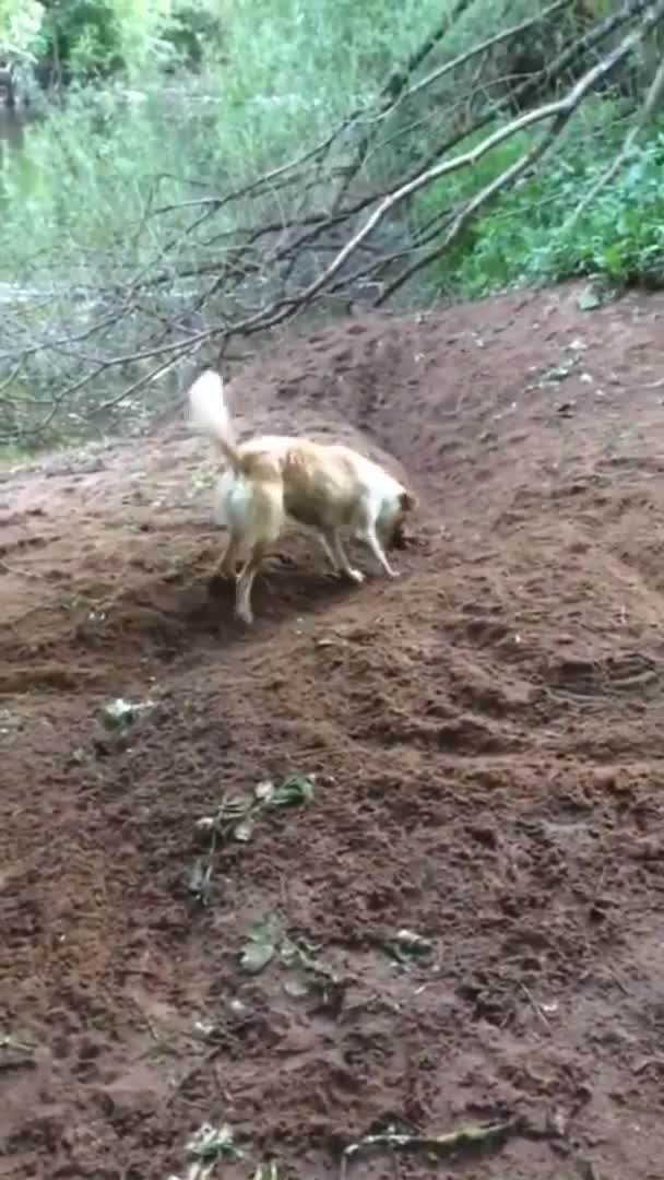 Smart dog invented a new game he can play all by himself!