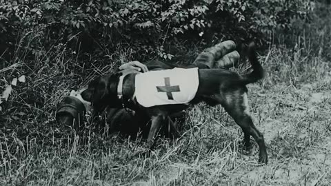 Amazing_Animals_Who_Fought_in_War