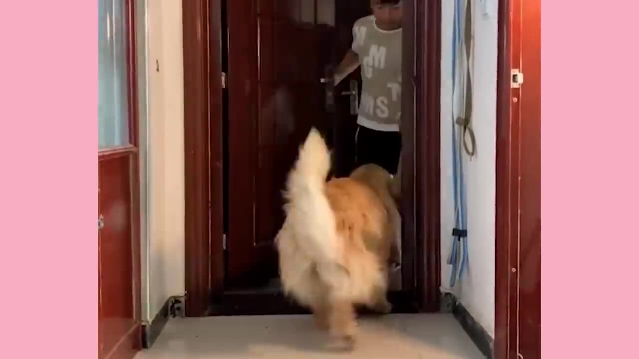 Get ready to laugh out loud as you watch the best funny cats and dogs in action.