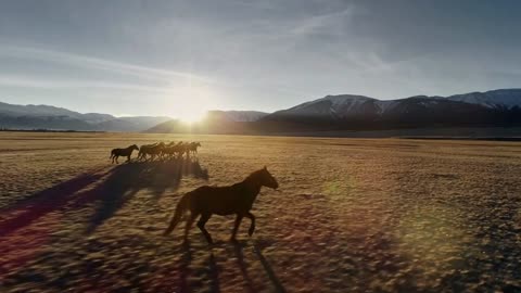 Horses running free in meadow with snow capped mountain backdrop