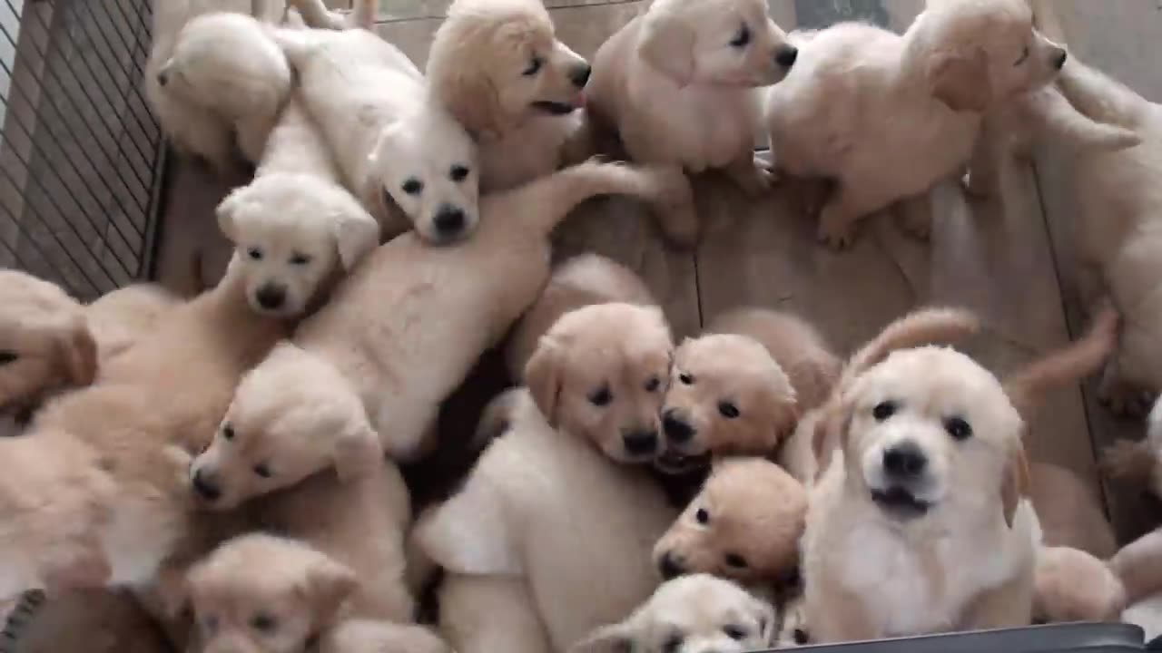 Animal video beauty 😍 puppies 😍