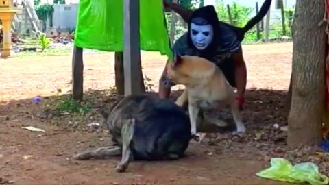 Fake Zombie and Fake Loin Prank to dog Funny Prank Videos.mp4#rumble