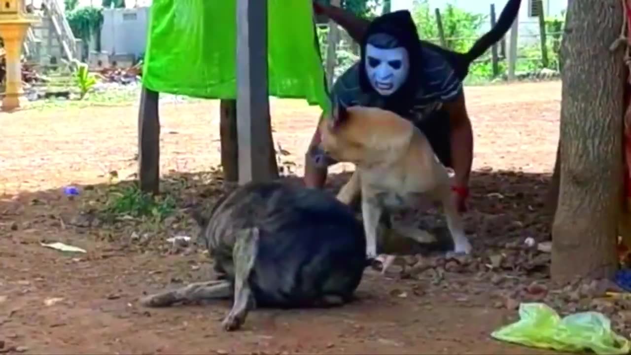 Fake Zombie and Fake Loin Prank to dog Funny Prank Videos.mp4#rumble