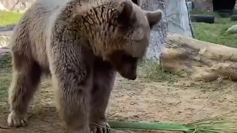 A bear playing with a palm branch