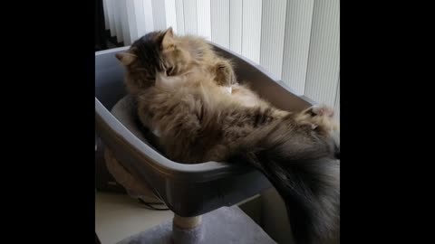 Petunia The Norwegian Forest Cat Takes A Bath