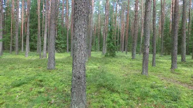 amazing flight between trees in forest 1