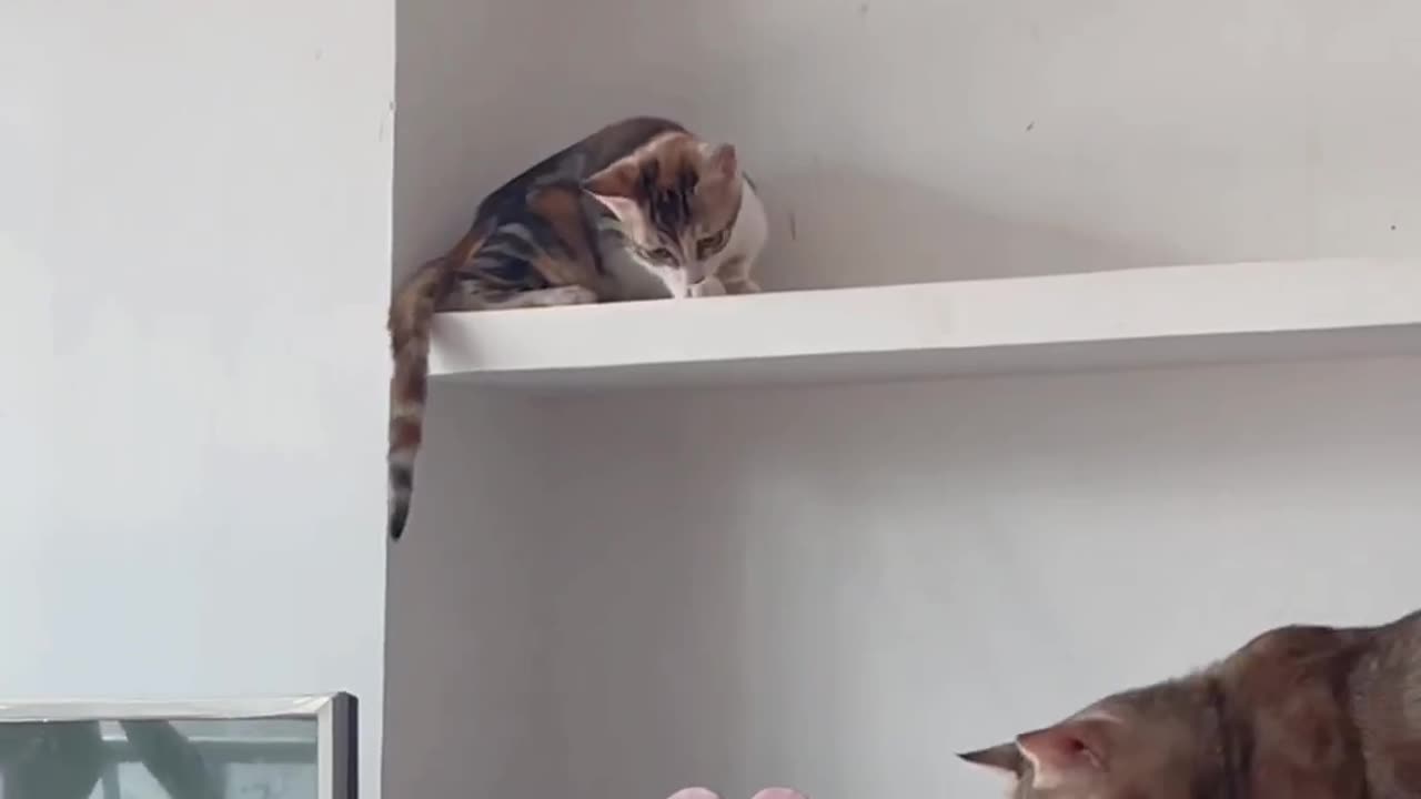 Funny viral video
