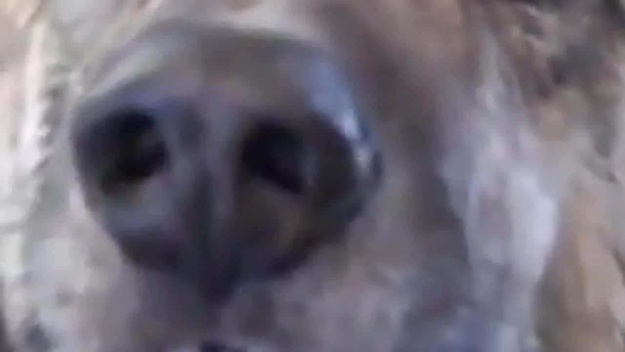 Funny dog talking to the owner about the eaten bacon