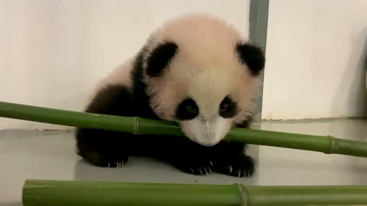 Baby Panda bear tackling bamboo