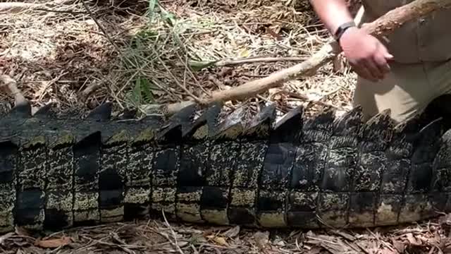 Biggest wild crocodile of my life in Darwin Australia with😱