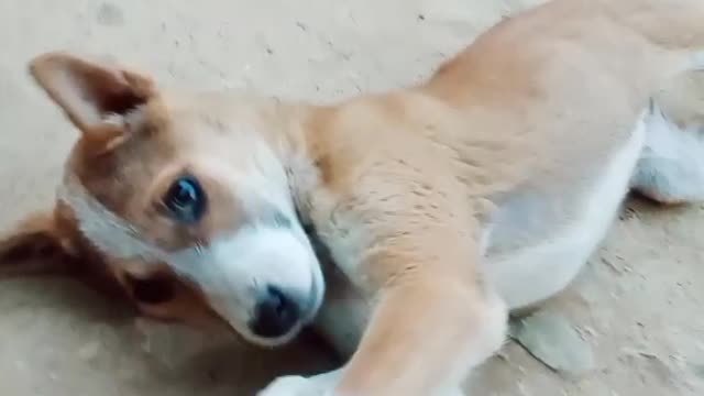 Funny 🐕dog video 2022🐶 with dog'slife