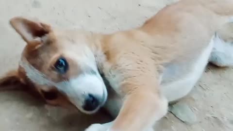 Funny 🐕dog video 2022🐶 with dog'slife